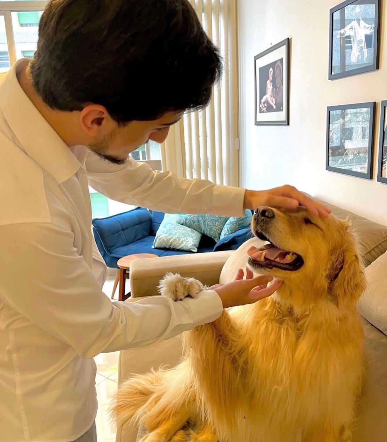 Golden retriever em consulta domiciliar