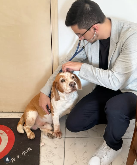 Dr. Pedro Filetti examinando um beagle em casa